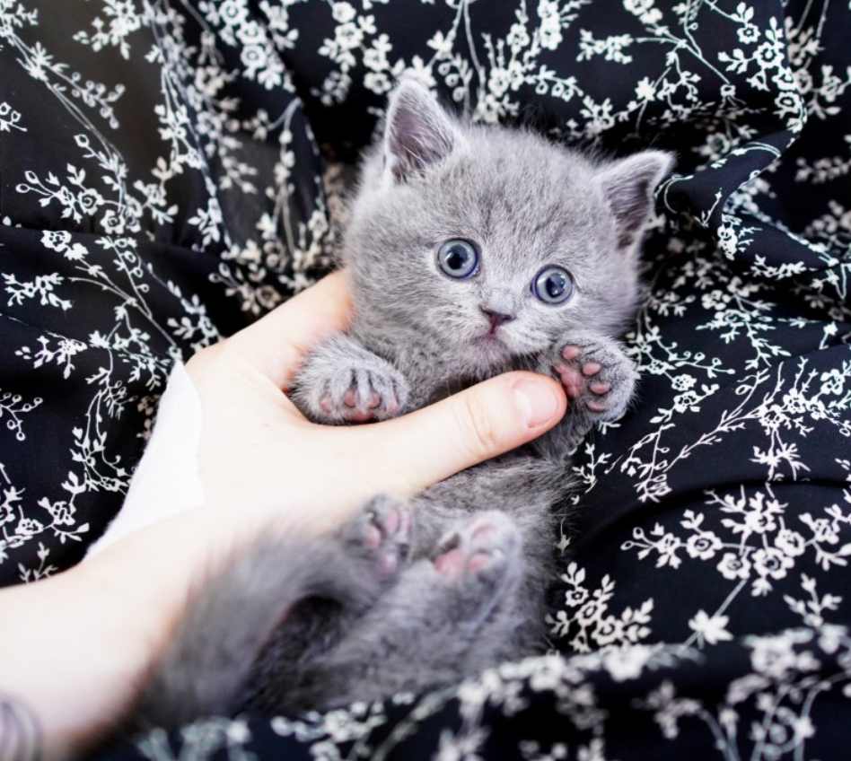 munchkin katzen kaufen