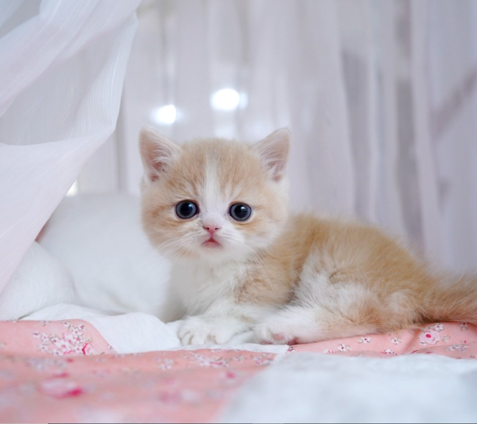 munchkin katze kaufen